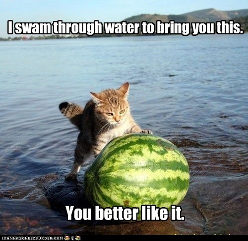 I swam through water to bring you this.