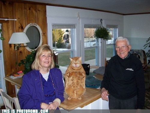 Bad Cat