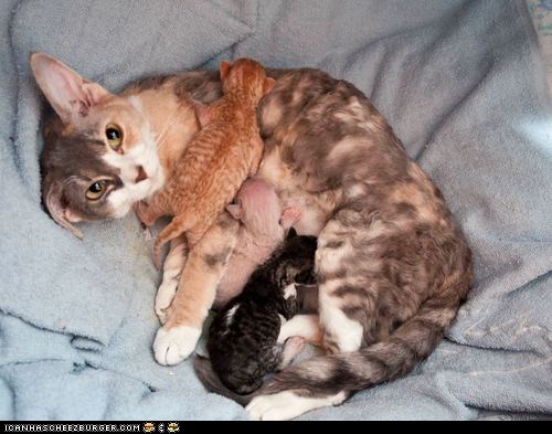 Cyoot Kittehs of teh Day: The Hunger Games