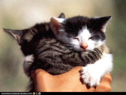 Cyoot Kittehs of teh Day: Holding a Hug
