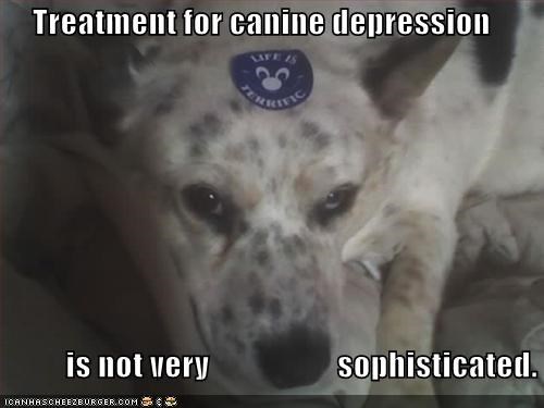 Treatment for canine depression            is not very                    sophisticated.