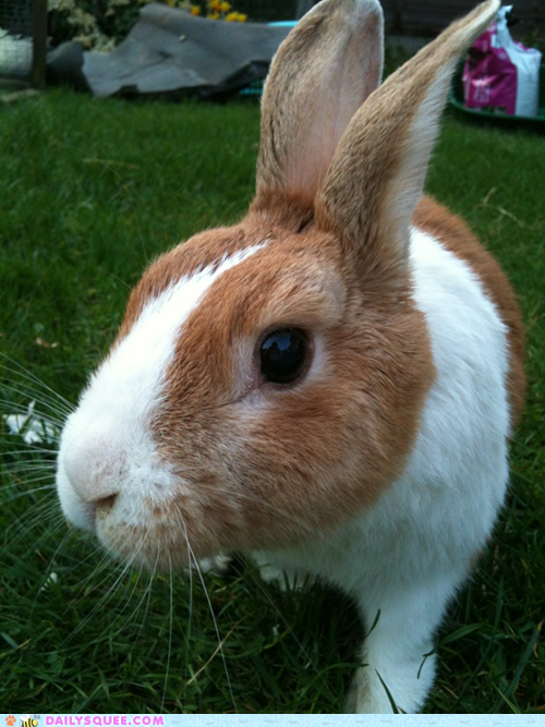 Reader Squee: Hop in the Garden 