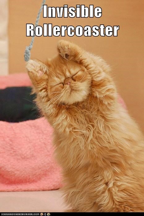 Lolcats: Wheeeeee.