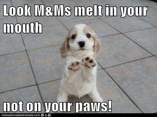 Look M&Ms melt in your mouth  not on your paws!