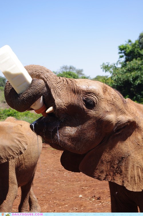 Bottle Fed 