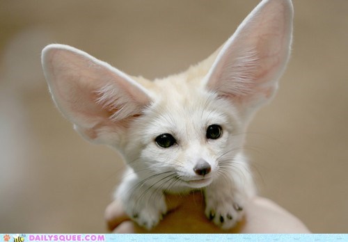 What Big Ears You Have!