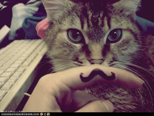 Cat 'Stache