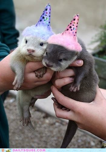 Party Otters
