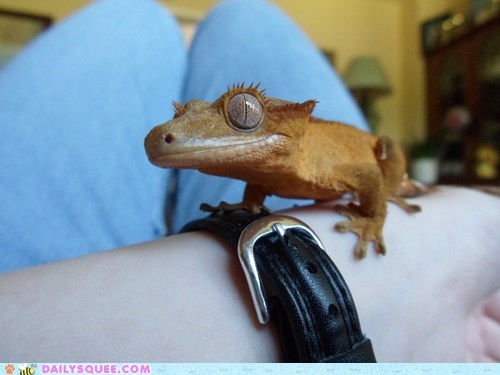 Reader Squee: Gecko Smiles
