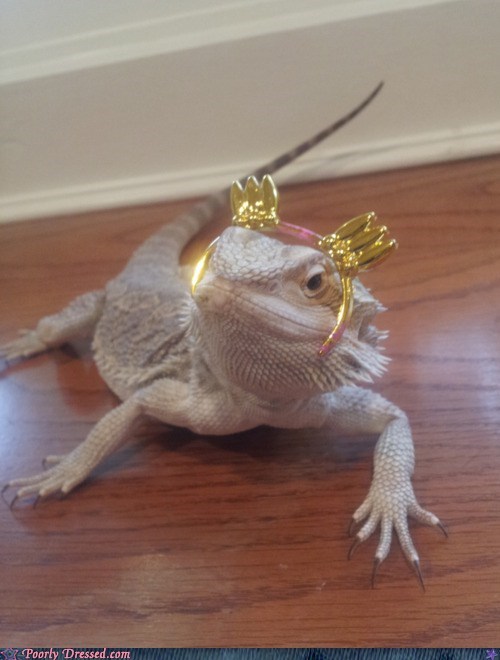 The Lizard Princess