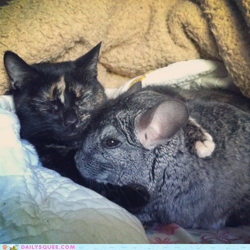Interspecies Love: We're Just Chin-chillin' 