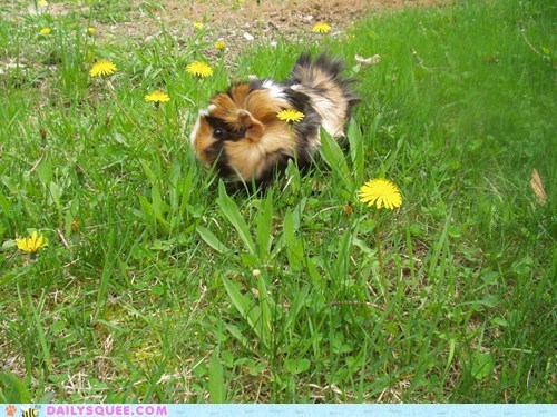 Reader Squee: Dandelion Dreams
