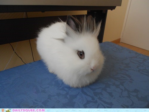 Reader Squee: Cottonball