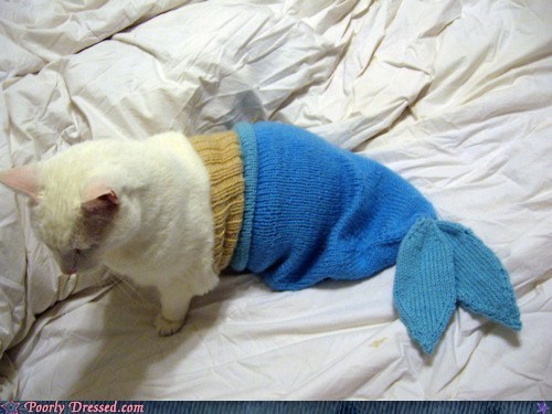 "Splash" Had an Animal-Based Sequel, Eh?