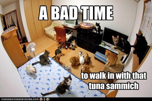 Lolcats: Drop It and Back Out... Slowly!