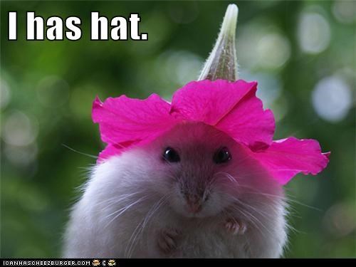 Animal Capshunz: An Iz Roks It