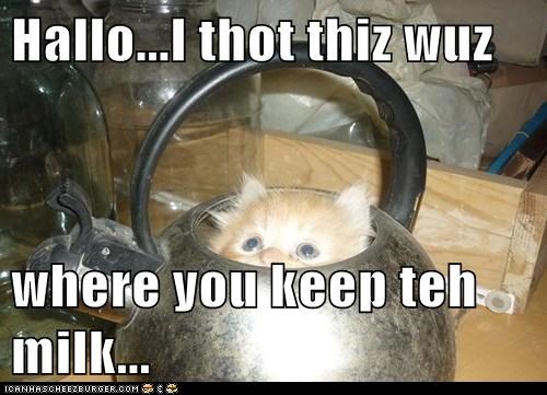 Hallo...I thot thiz wuz  where you keep teh milk...