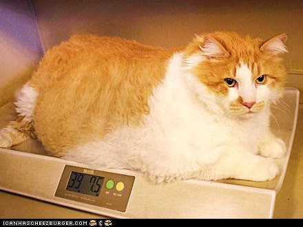 Around the Interwebs: Meet Garfield, the World's Heaviest House Cat