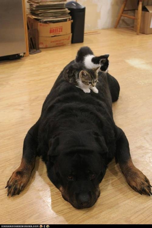 Goggies R Owr Friends: Onward, Noble Steed!