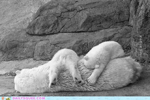 Daily Squee: Cuddle Puddle 