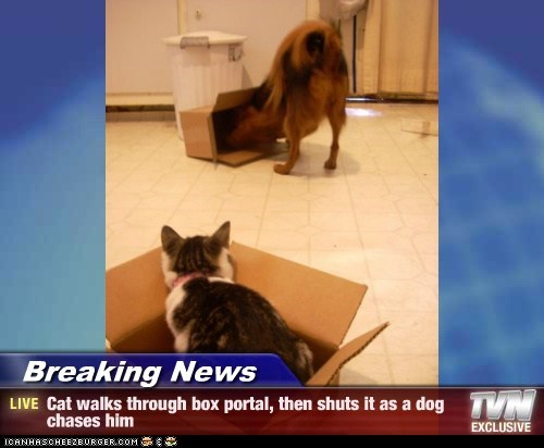 Breaking News - Cat walks through box portal, then shuts it as a dog chases him
