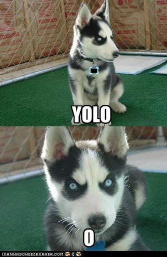 Animal Memes: Insanity Pup - Hashtag This!