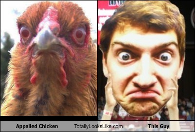 Appalled Chicken Totally Looks Like This Guy (Jack Blankenship Meme)