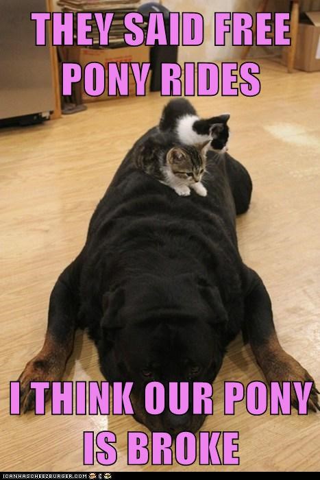 Free Pony Rides