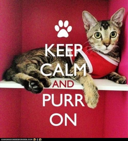 A Purrfect Slogan