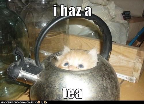 i haz a  tea