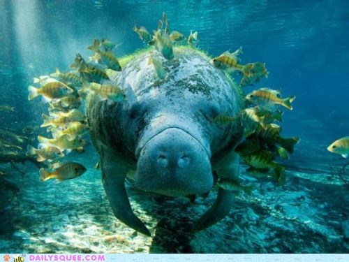 Squee Spree: Fishy Friends 