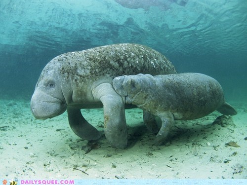 Daily Squee: Nom on Mom 
