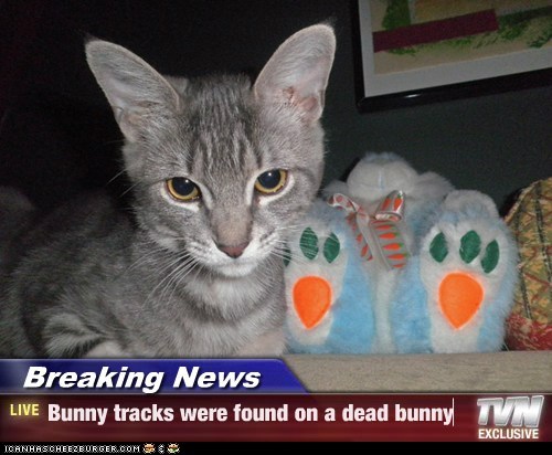 Breaking News - Bunny tracks were found on a dead bunny