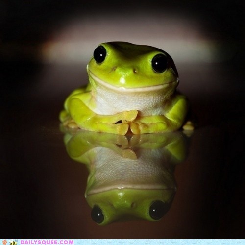 Friendly Frog 