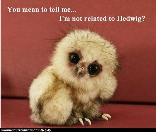 Memebase: Skeptical Owlet