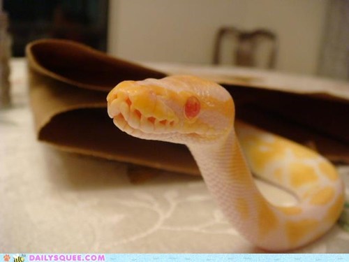 Reader Squee: Albino Baby