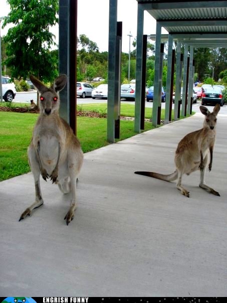 So On Top of Deadly Snakes, Spiders, and Jellyfish, Australia Has Zombie Kangaroos?