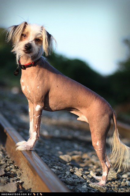 Goggie ob teh Week FACE OFF: Chinese Crested 