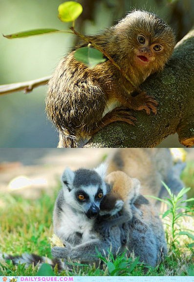 Squee Spree: Marmoset vs. Lemur 