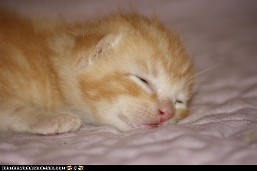 Cyoot Kitteh of teh Day: Why Bother Opening Your Eyes?  It's Caturday!