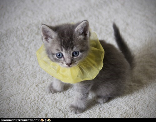 Cyoot Kitteh of teh Day: Dis Jewlriez Nawt Mah Stylz...