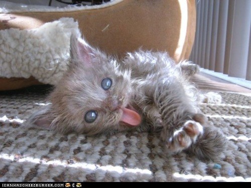 Cyoot Kitteh of teh Day: A Dust Bunny Gone Crazy
