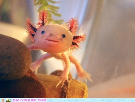 Creepicute:  Axolotl or Alien?