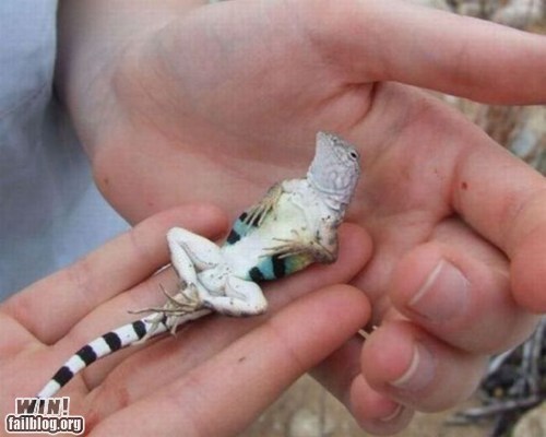Lounging Lizard WIN