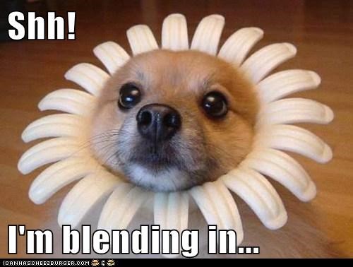 Shh!  I'm blending in...