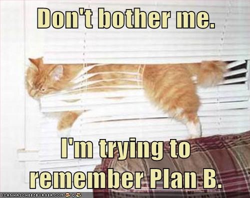 Lolcats: Don't bother me.  