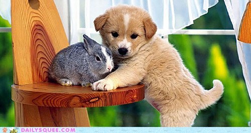 Interspecies Love: Can't Get Any Cuter