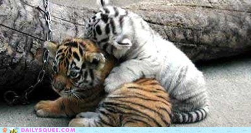 Baby Tigers