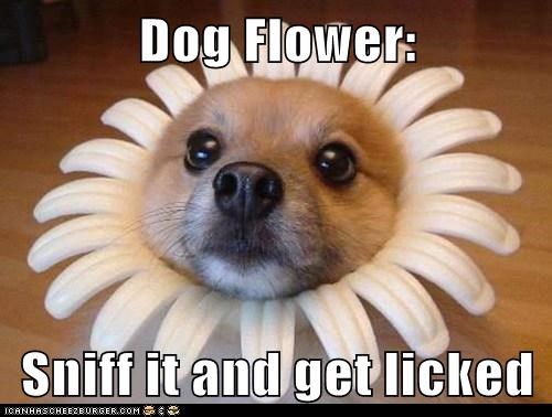 Dog Flower