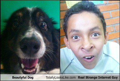 Beautyful Dog Totally Looks Like Real Strange Internet Guy